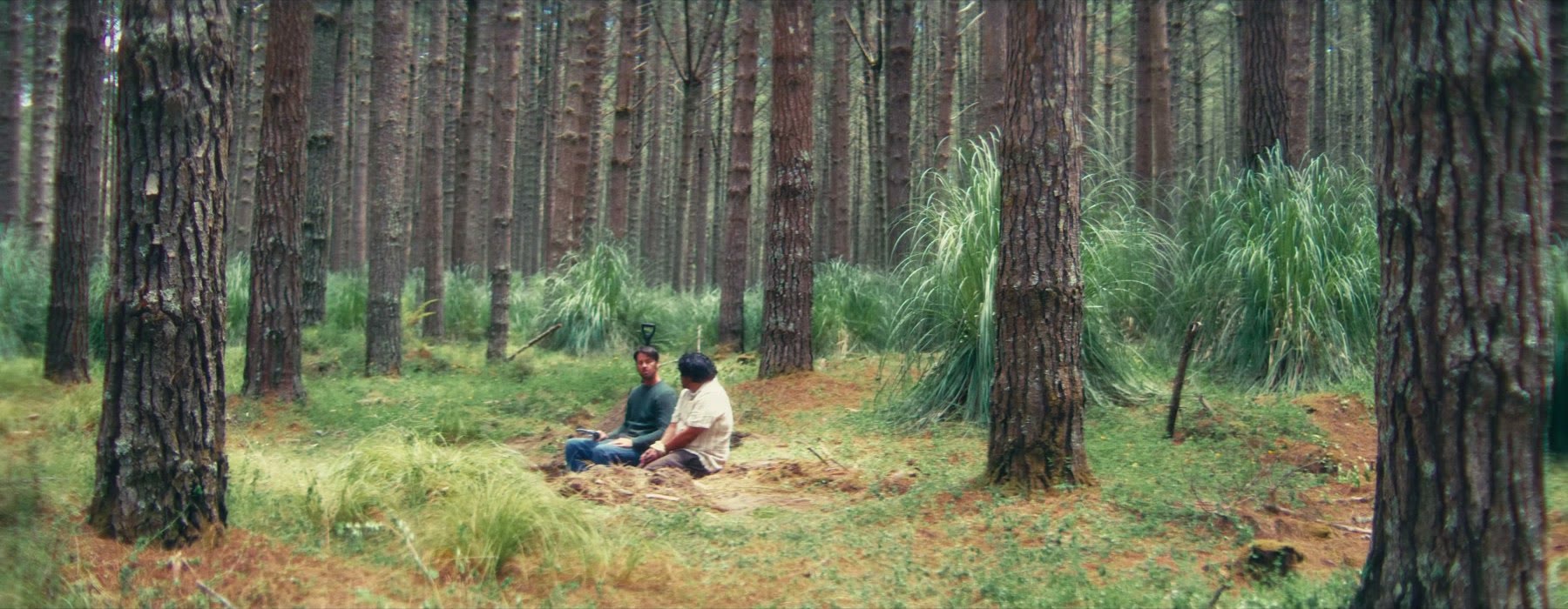 Two people sitting beneath pine trees